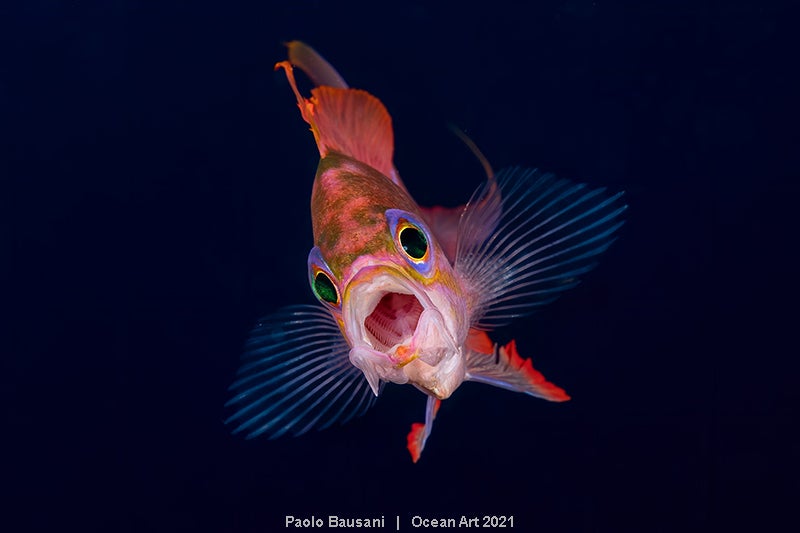 Las imágenes ganadoras del concurso 'Ocean Art' de fotografía submarina organizado por la publicación 'Underwater Photography'. 