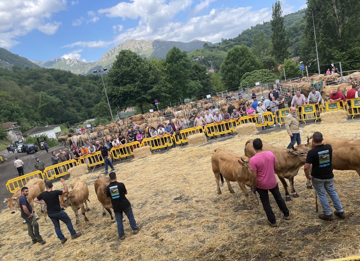 Los jóvenes ganaderos en el certamen morciniego local celebrado ayer, durante una clasificación. 