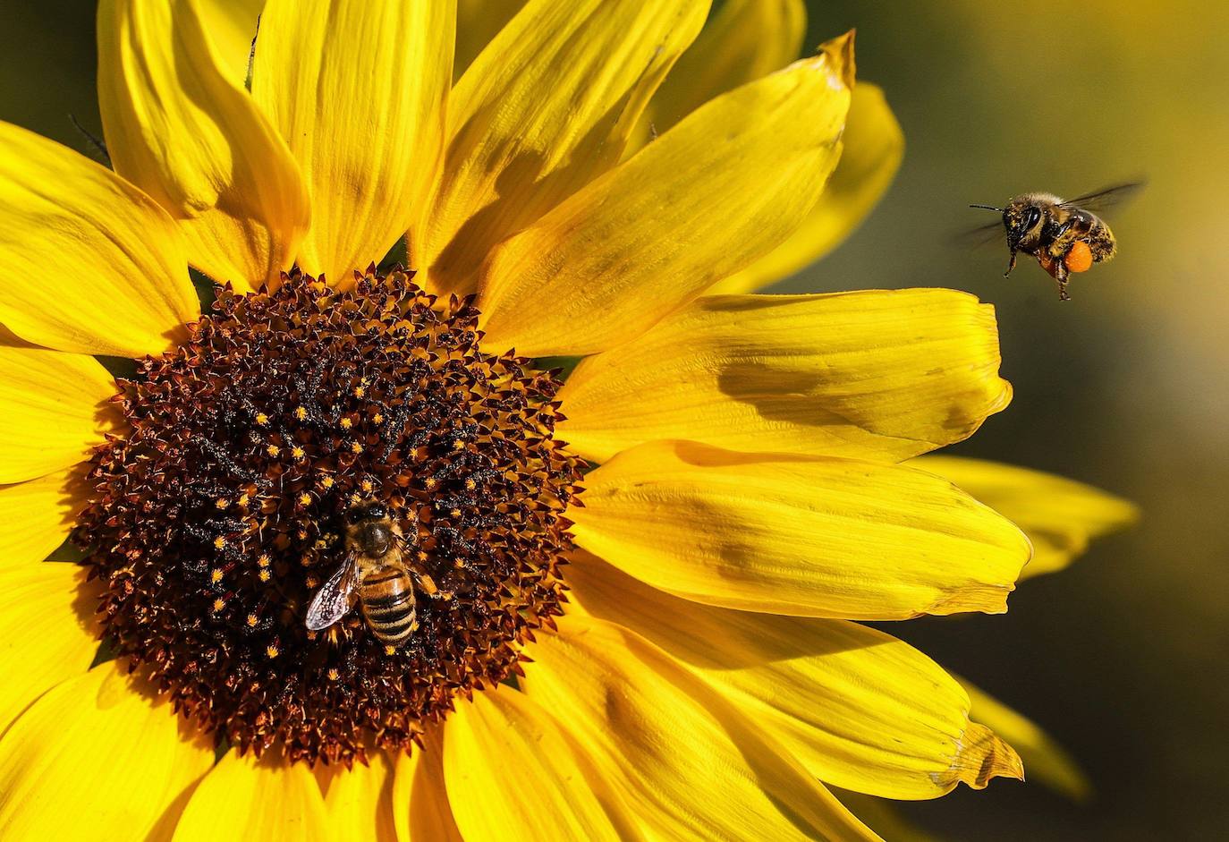 87 de los principales cultivos dependen de insectos polinizadores