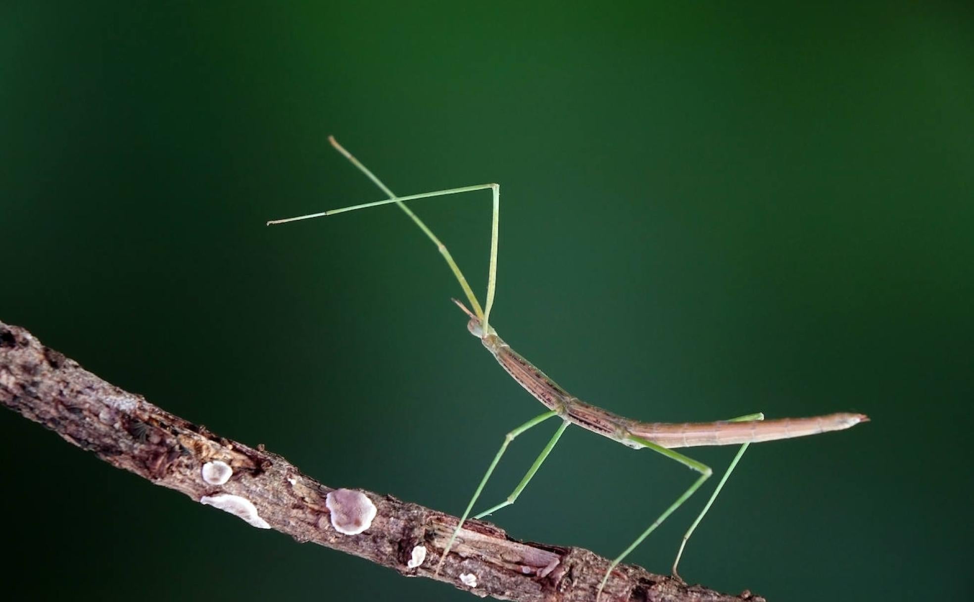 cintificos alertan disminucion de insectos