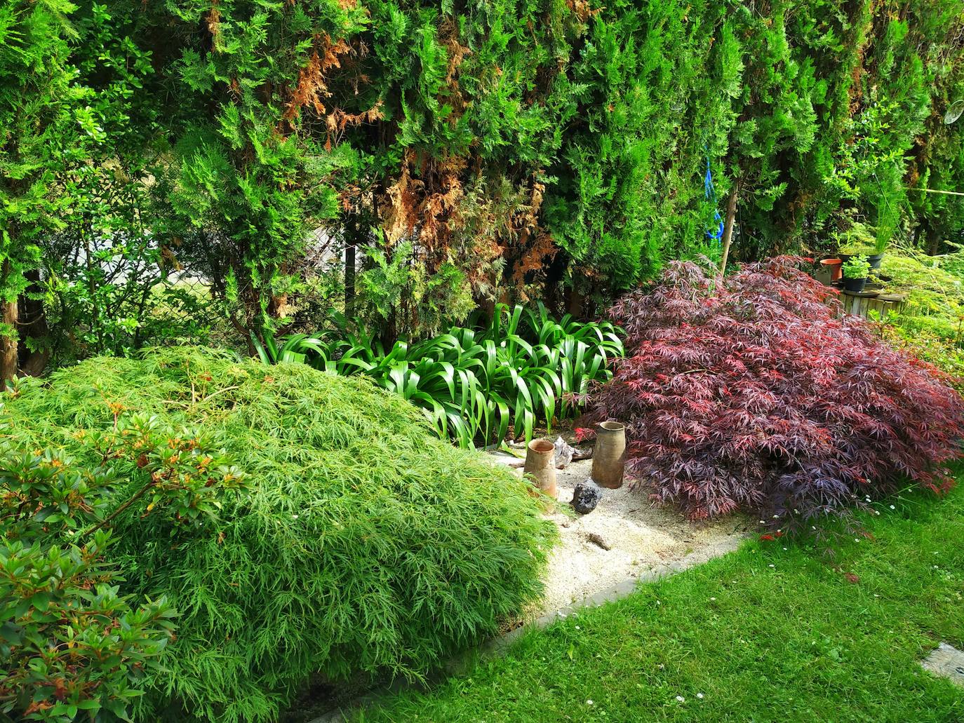 Impresionantes macizos pendulares, casi como almohadones, de arces japoneses. El verde es el acer dissectum Waterfall (cascada) y el rojo es el acer dissectum Tamukeyama.