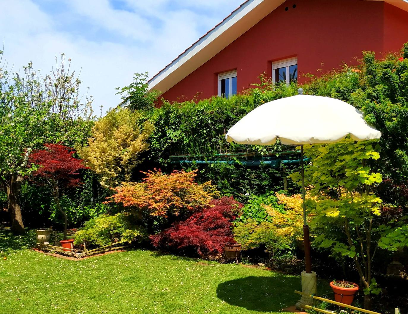 Preciosa composición de portes y colores del flanco norte. El acer shirasawanum Aureum protegido bajo la sombrilla, el dissectum Garnet rojo en medio y el Corallinum rojiverde a su izquierda.