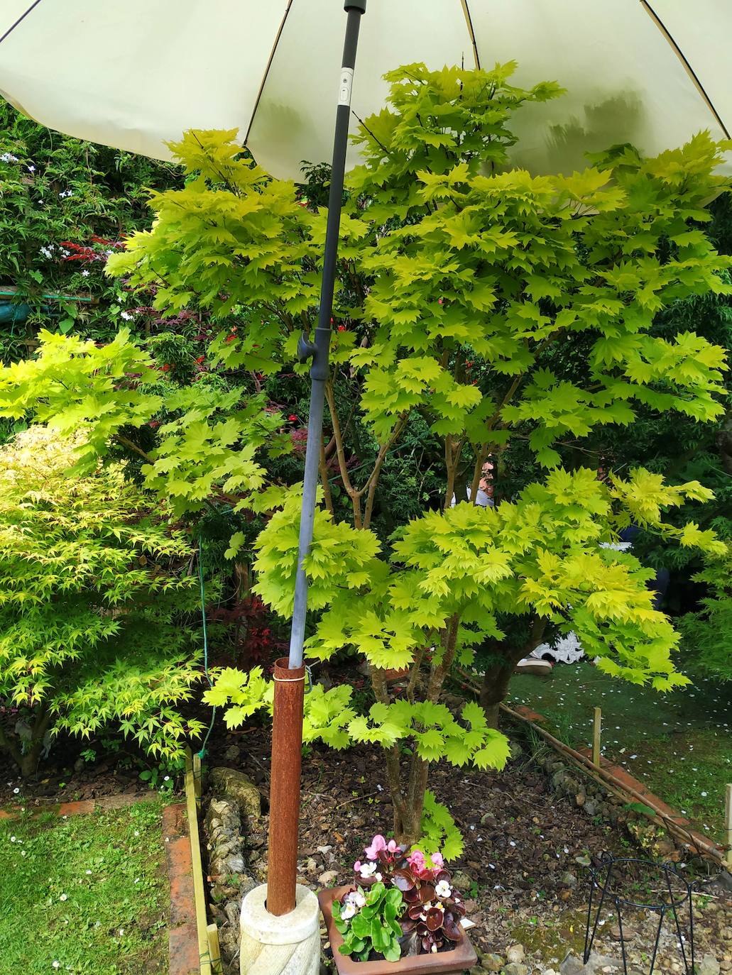 El acer shirasawanum Aureum, de hoja verde amarillenta y más cerrada, protegido bajo la sombrilla.