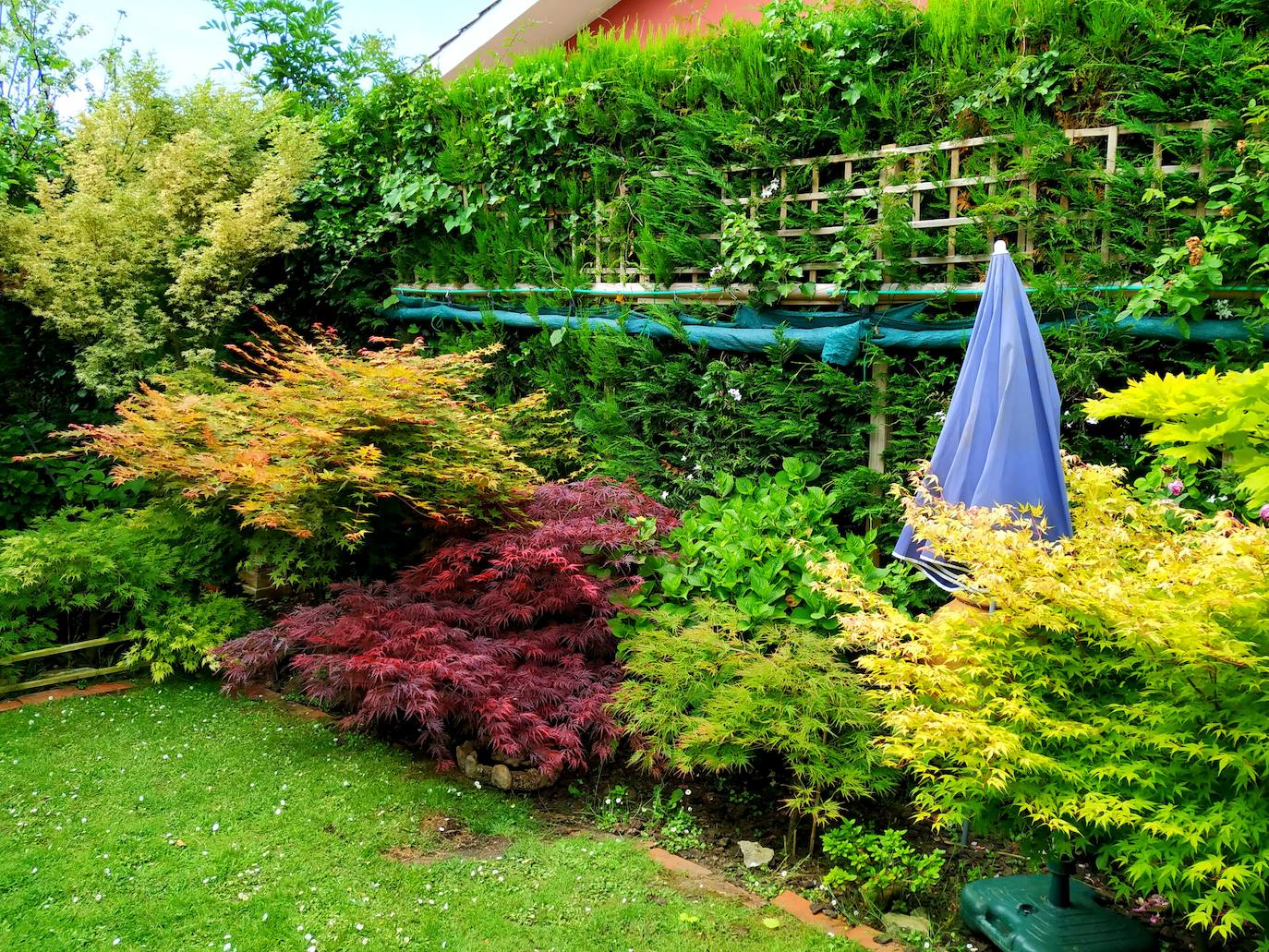 A la izquierda la forma estratificada de capas planas superpuestas tan característico de este acer Corallinum rojiverde junto al acer dissectum Garnet rojo rastrero. Véase el dispositivo de lonas y sombrillas preparado para darles sombra. 