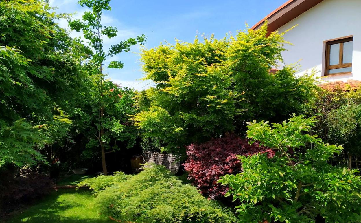 Vista del ángulo suroccidental del jardín con el enorme acer dissectum Lemon Lime Lace junto a un acer palmatum rojo y un espigado ginkgo biloba.