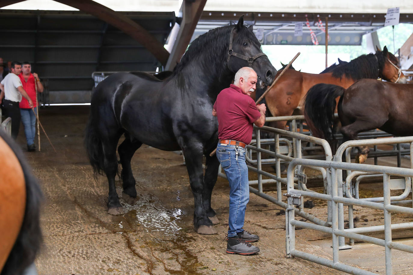 Siero acogió el concurso regional de ganado equino