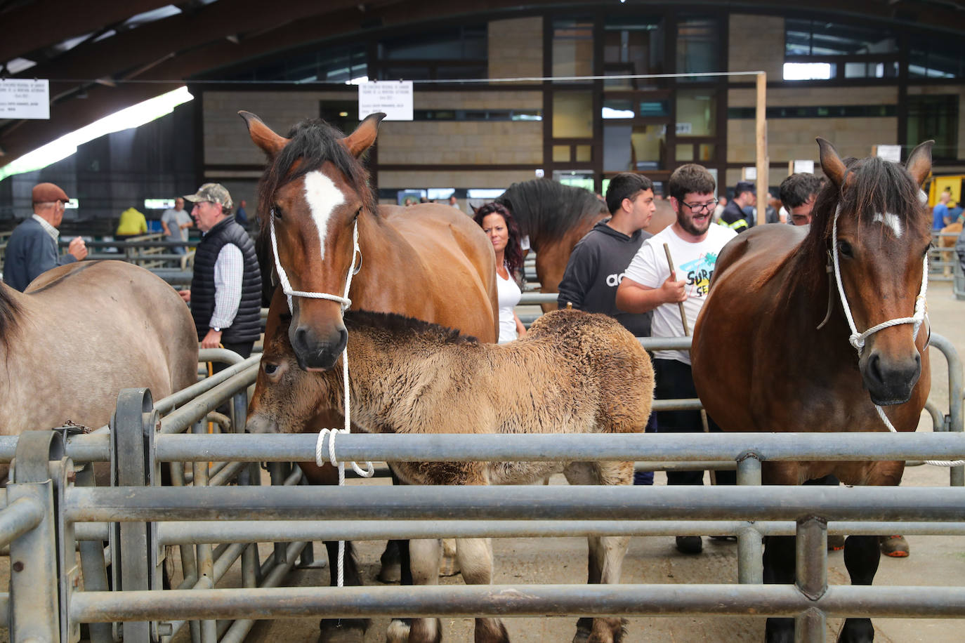 Siero acogió el concurso regional de ganado equino