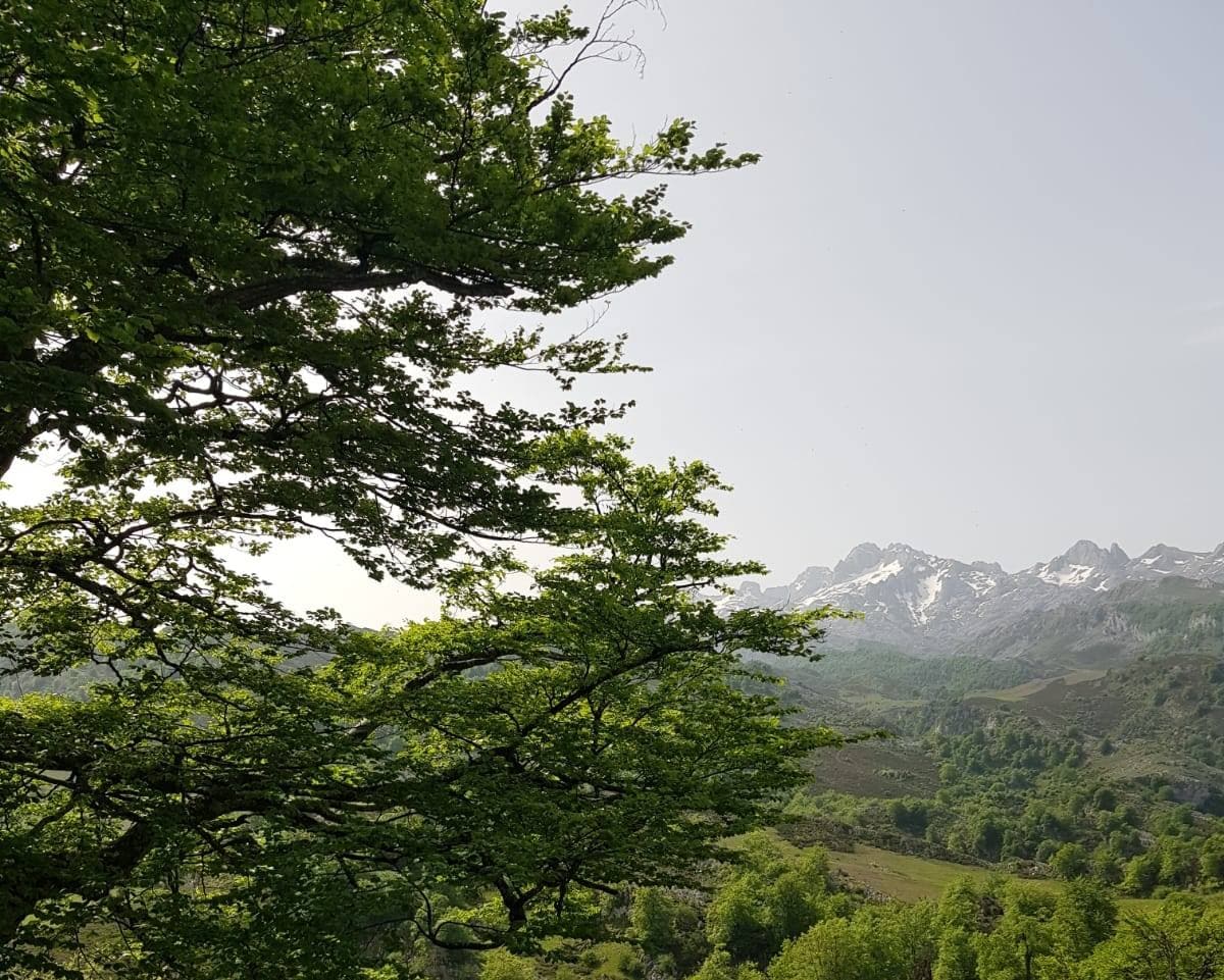 La primera de las etapas de la conocida como Ruta de la Reconquista transita entre Covadonga y los Lagos por majadas y valles de enorme belleza así como preciosas vistas al macizo occidental de Picos de Europa