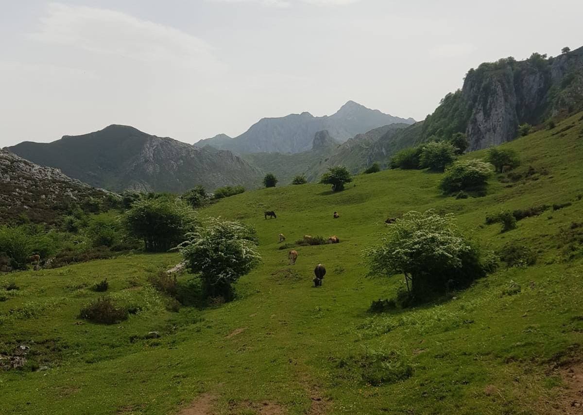 Las praderias con ganado y vistas a la impresionante orografía de Picos de Europa son una constante en esta primera etapa de la Ruta de la Reconquista 