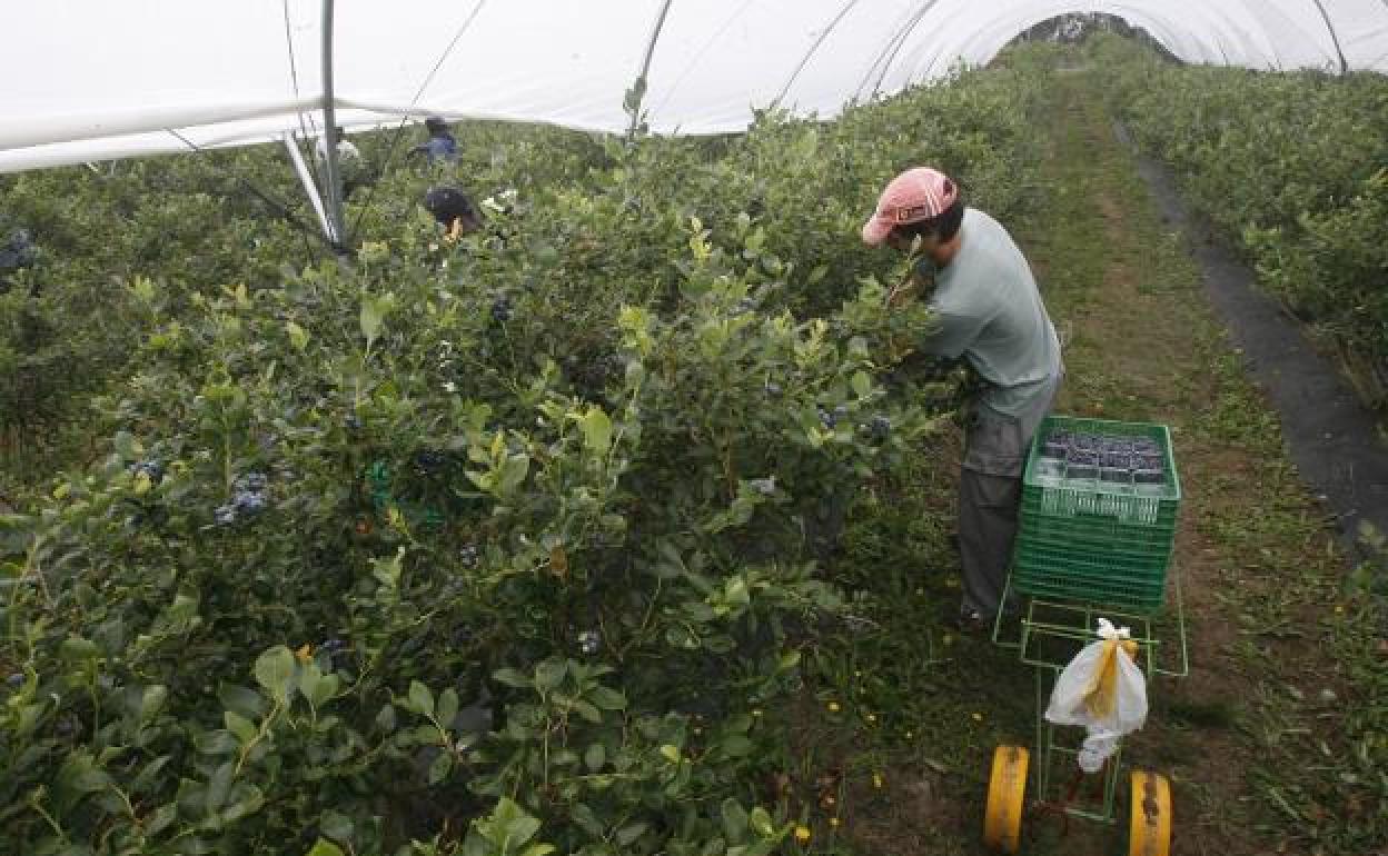 Bio Fruit Farmers gestionará la finca de arándanos de La Rasa