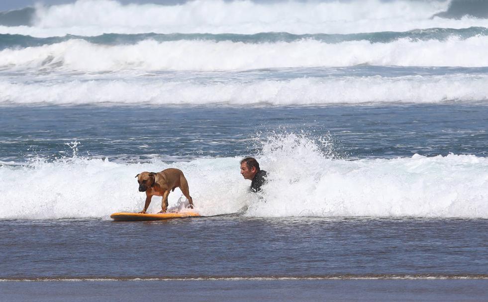 El surf también atrae a los perros en Salinas
