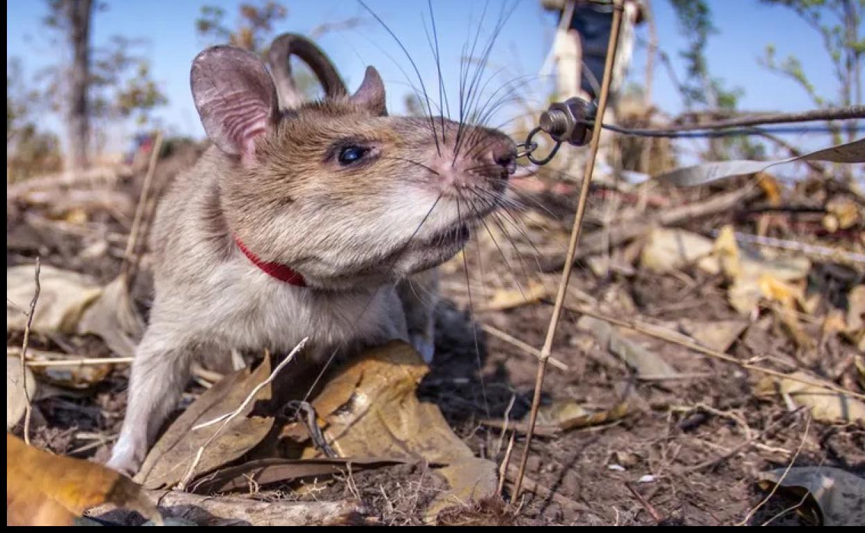 Ratas entrenadas para rescatar vidas