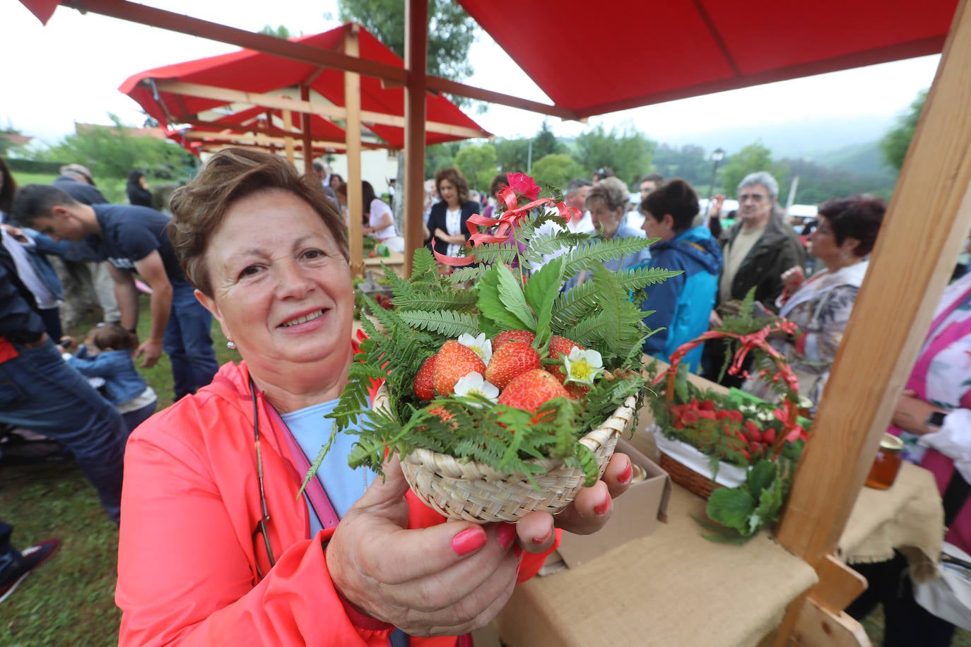 El Festival de la Fresa de Candamo alcanza su 43 edición. Pese al mal tiempo, en el certamen participaron 16 productores y hasta se presentó una variedad autóctona, rescatada del olvido tras varias décadas sin producción. 