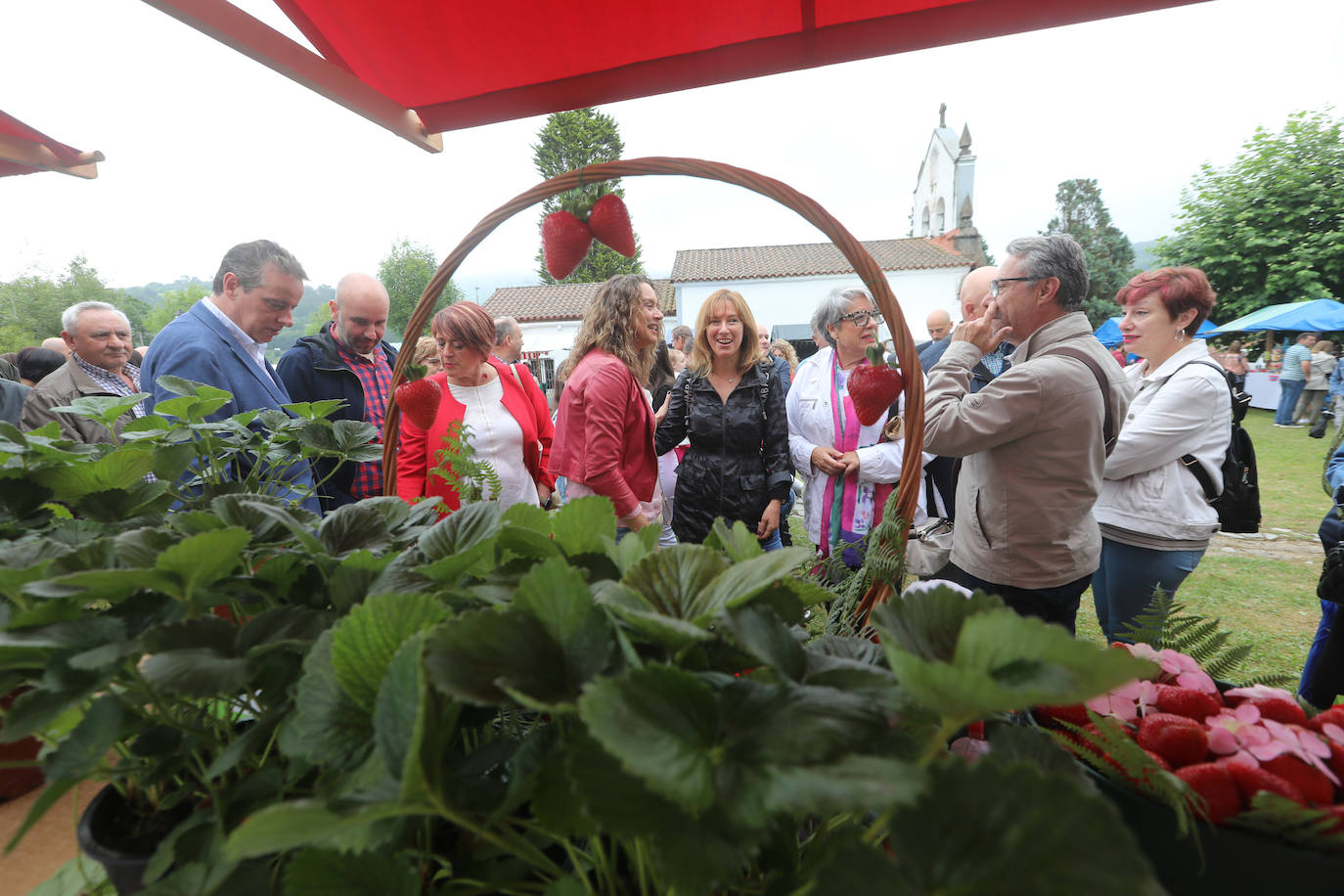 El Festival de la Fresa de Candamo alcanza su 43 edición. Pese al mal tiempo, en el certamen participaron 16 productores y hasta se presentó una variedad autóctona, rescatada del olvido tras varias décadas sin producción. 