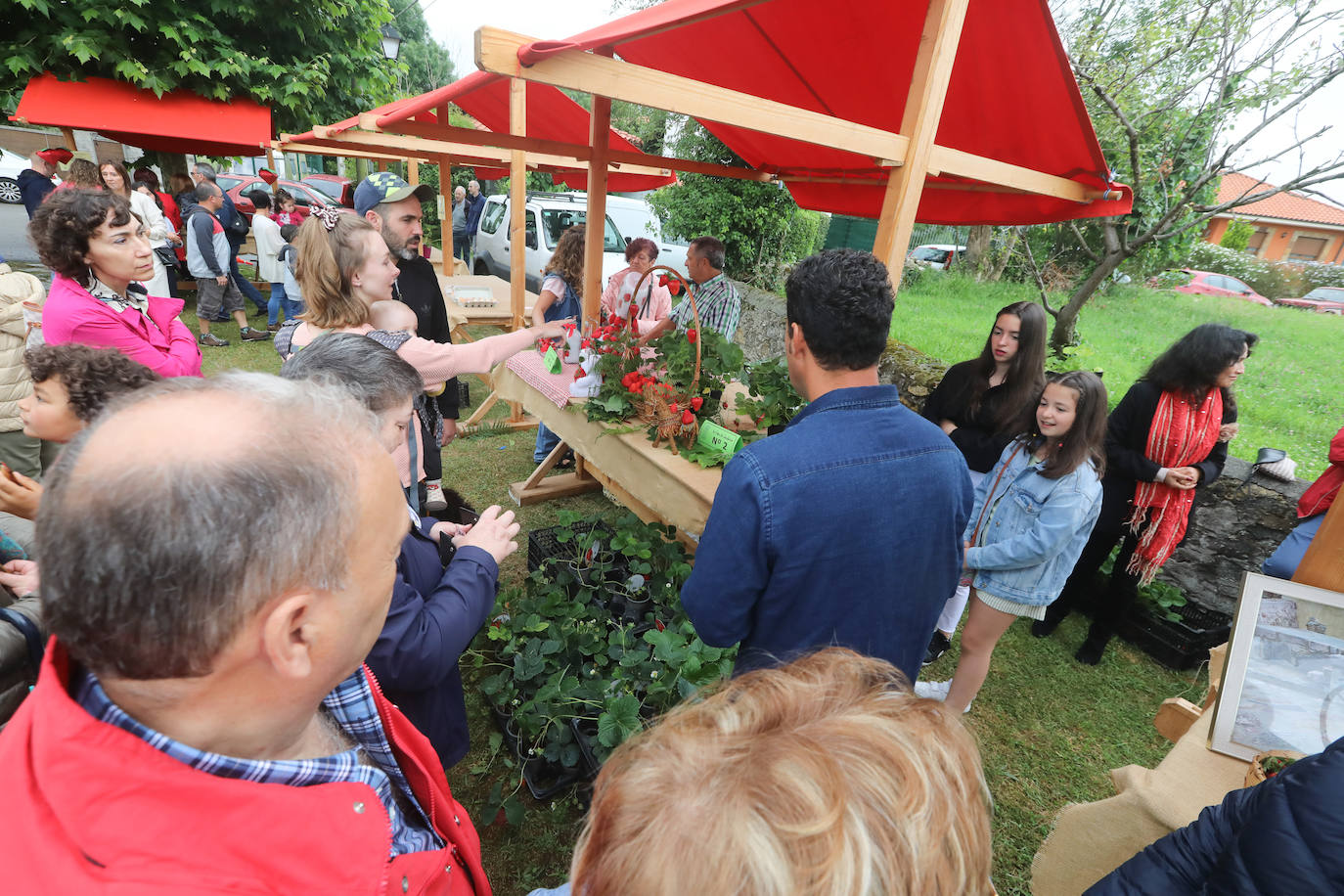 El Festival de la Fresa de Candamo alcanza su 43 edición. Pese al mal tiempo, en el certamen participaron 16 productores y hasta se presentó una variedad autóctona, rescatada del olvido tras varias décadas sin producción. 