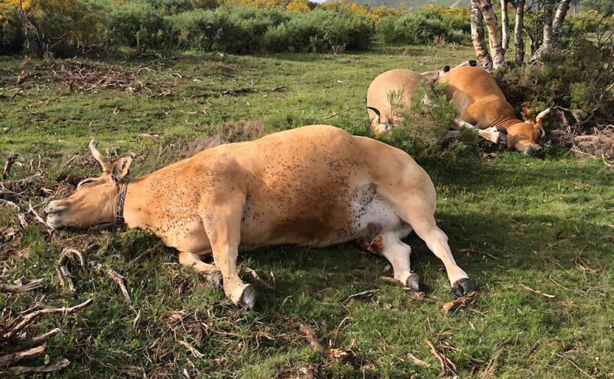 Las vacas muertas en Cangas del Narcea por el alcance de un rayo.