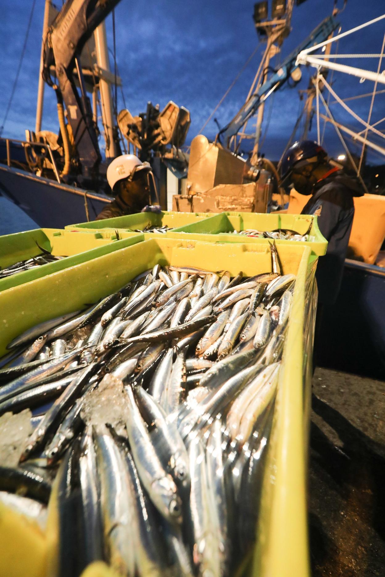 Descarga de bocartes en el muelle pesquero avilesino. 