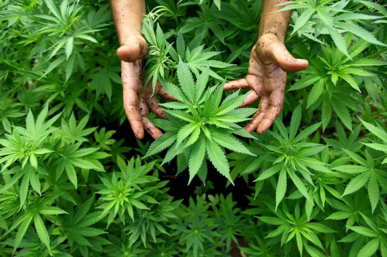 Un trabajador muestra plantas de cannabis destinadas a uso medicinal producidas por una empresa israelí. 