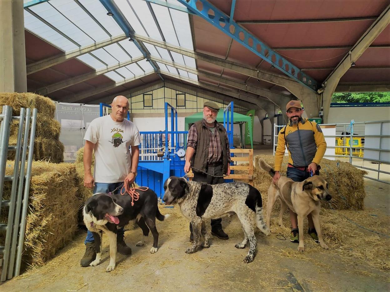 El director de la Asociación de Mastín Asturiano, con varios ejemplares. Sobre estas líneas, criadores de las razas autóctonas. A la izquierda, concurso de asturcones. 