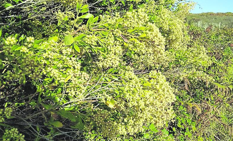 Aspecto de la 'baccharis halimifolia'.