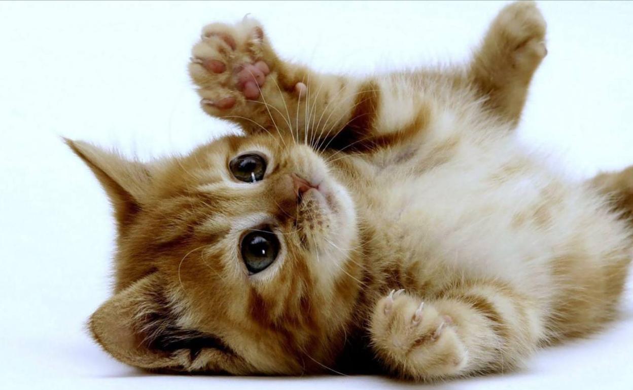 Investigadores estudian si los gatos transmiten el coronavirus a los humanos