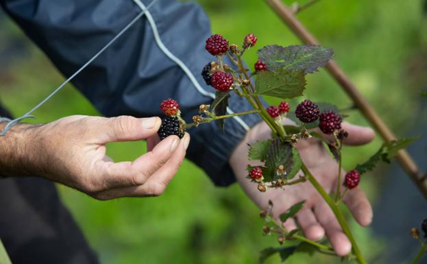 El Malaín, una finca d´onde comprar la fruta directamente de la planta 