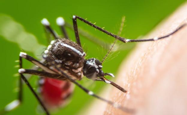 Ejemplar de Aedes aegypti.
