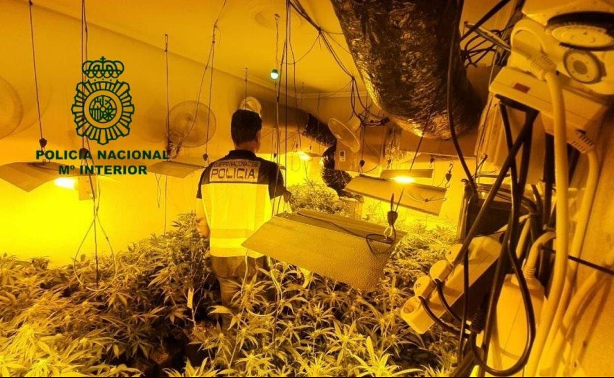 Un agente de la Policía Nacional camina entre la plantación de marihuana incautada en Grado. / E.C.