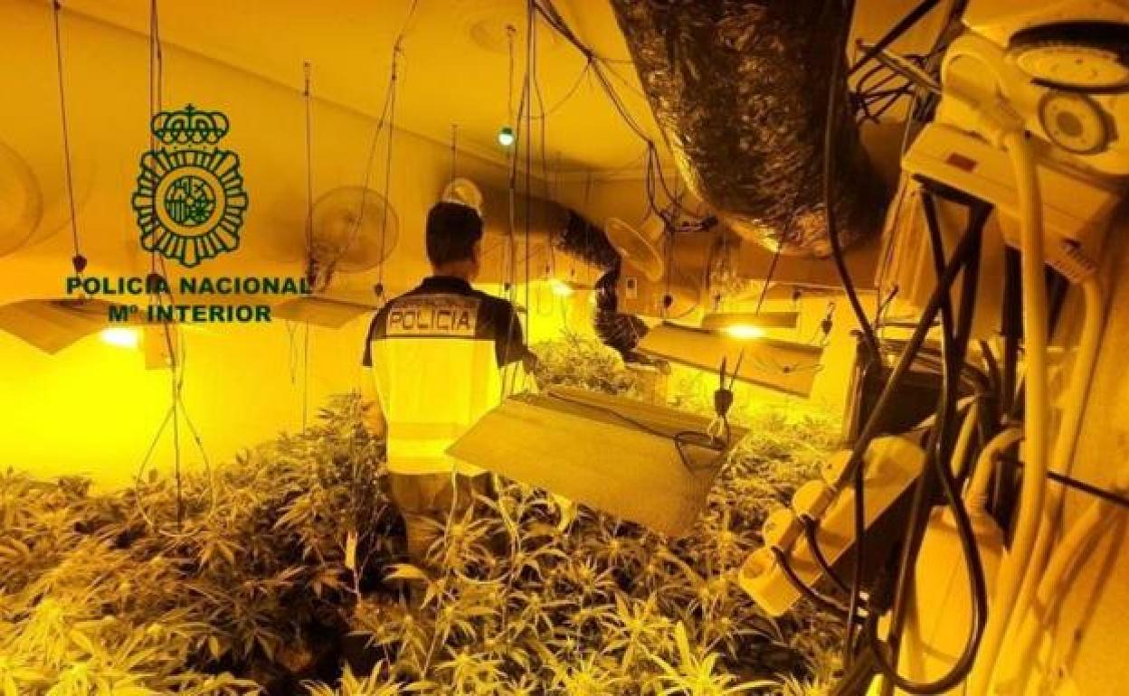 Un agente de la Policía Nacional camina entre la plantación de marihuana incautada en Grado. 