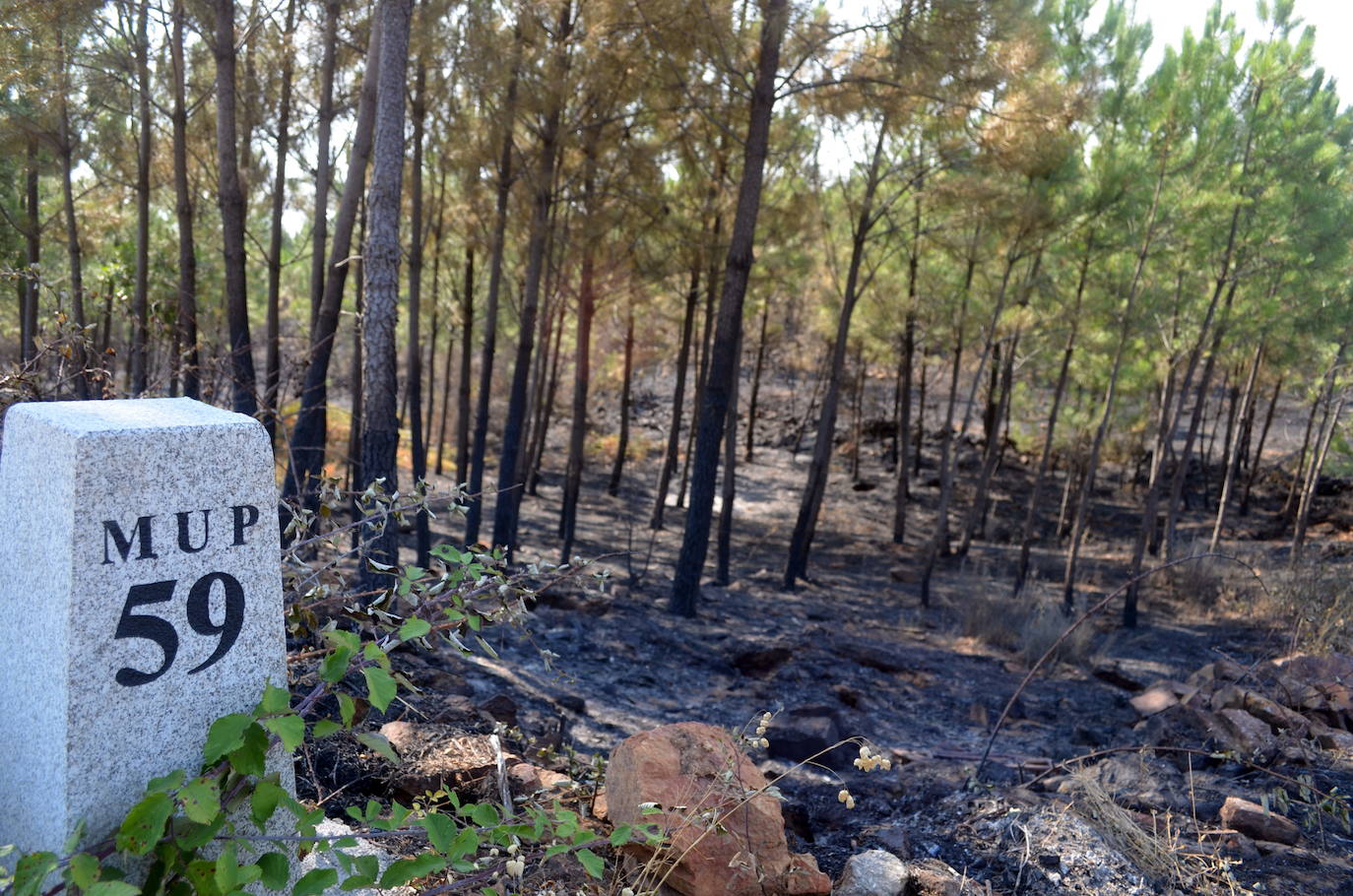 Extremadura lucha en dos frentes. La madrugada de este sábado ha sido complicada en torno a Monfragüe, donde las llamas llegaron a penetrar en el Parque Nacional y afectaron a 200 hectáreas de su reserva de la biosfera. Este incendio ya ha atravesado la antigua Nacional-V y la autovía A-5, que se encuentran cortadas en varios puntos. A pesar de ello, «se mantiene la evolución no favorable».También en Cáceres, los servicios de extinción trabajan sin descanso para controlar el fuego que un rayo originó en Las Hurdes, y que afecta tanto a Extremadura como a la provincia de Salamanca.