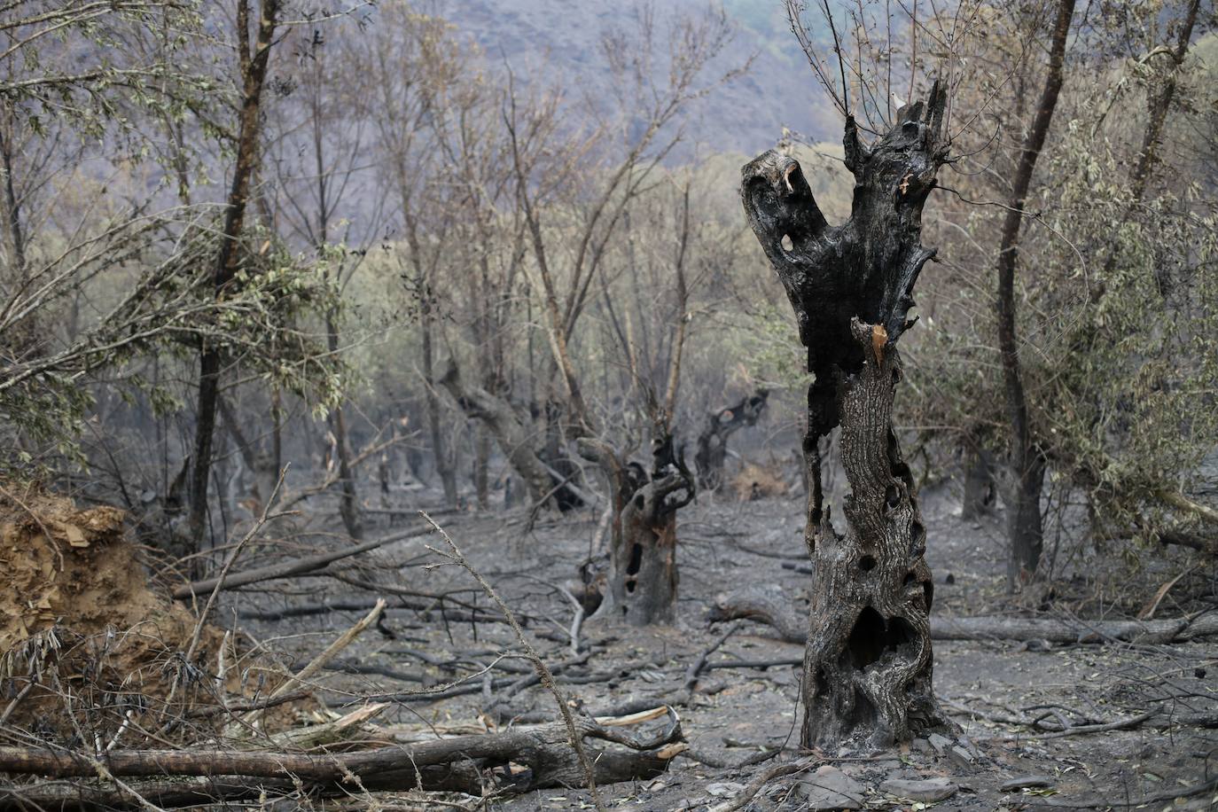 Fotos: Los incendios asolan Galicia destruyendo casas y parajes naturales