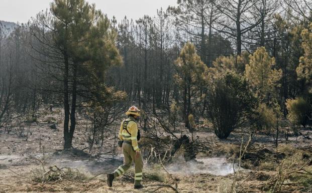 Imagen principal - Un bombero revisa la zona quemada en Cebreros; Una vivienda rodeada por la superficie calcinada en la localidad de A Veiga da Cascallá; Una cabra calcinada en una de las zonas afectadas por el incendio en San Martín de Tabara