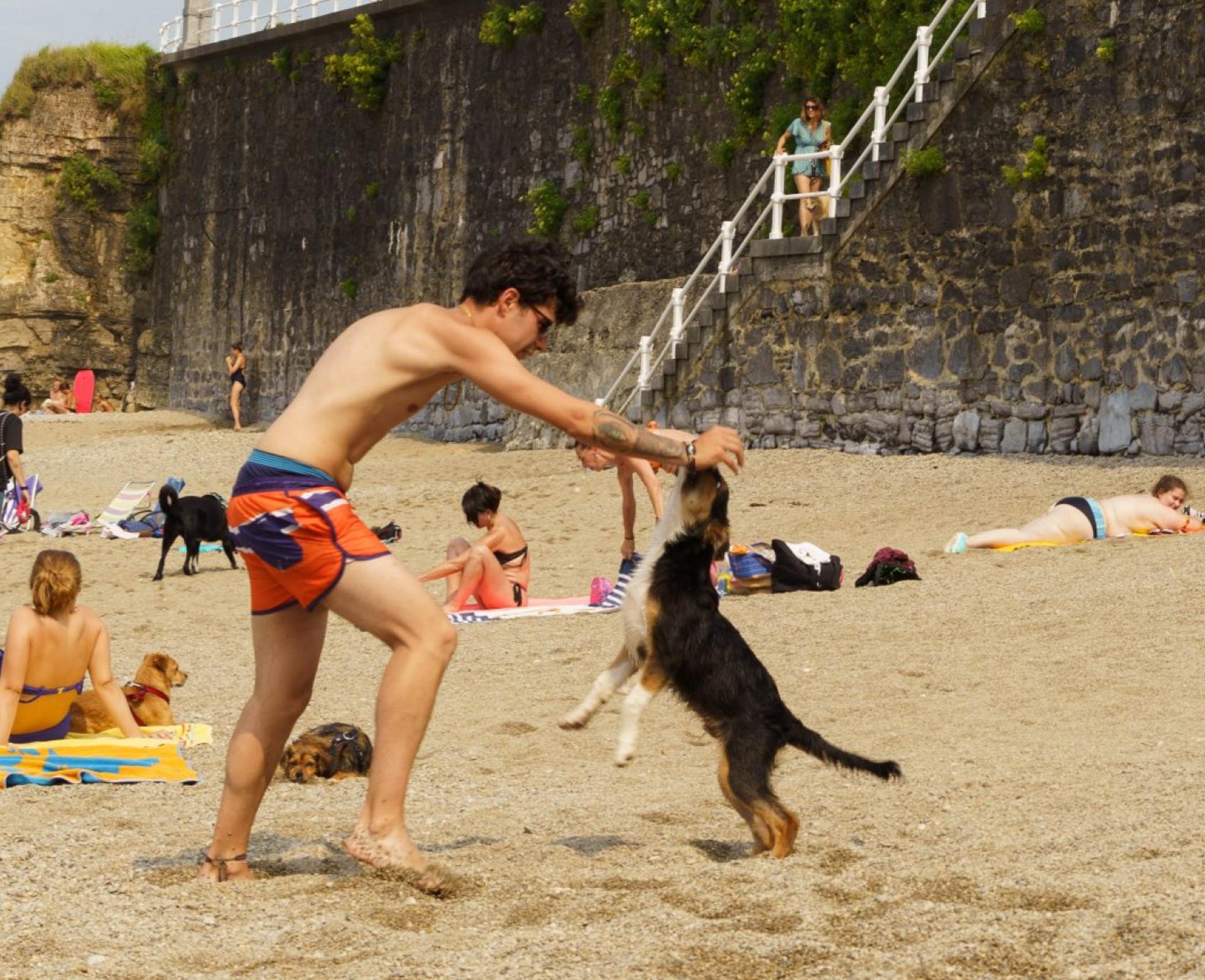 Los perros llenan, como cada verano, la escalera 24 de la playa de Gijón, en la que tienen permitida su entrada. 