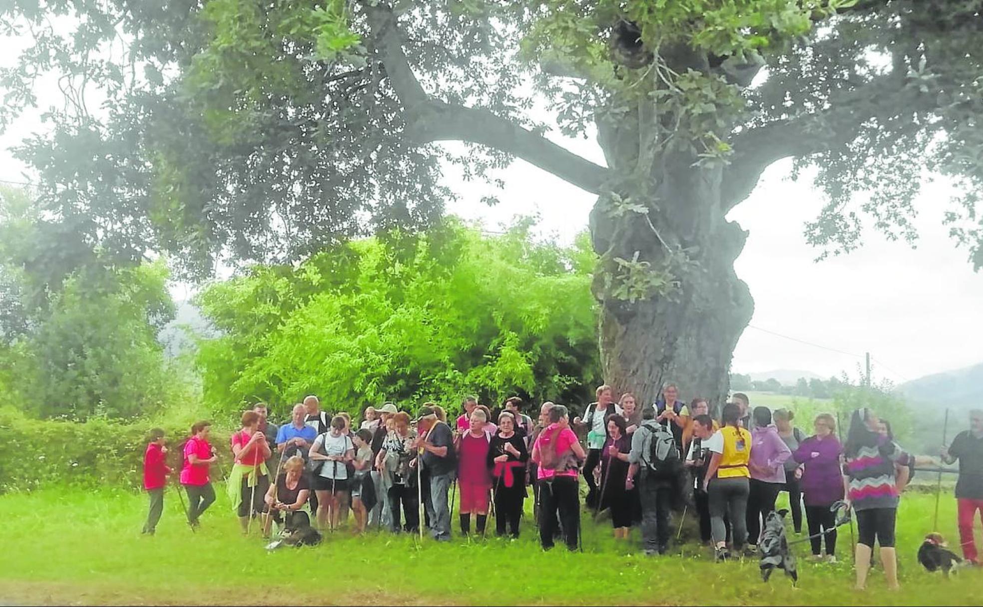 Medio centenar de participantes se reunieron bajo el centenario árbol de Coya para realizar la ruta de Dionisio de la Huerta, creador