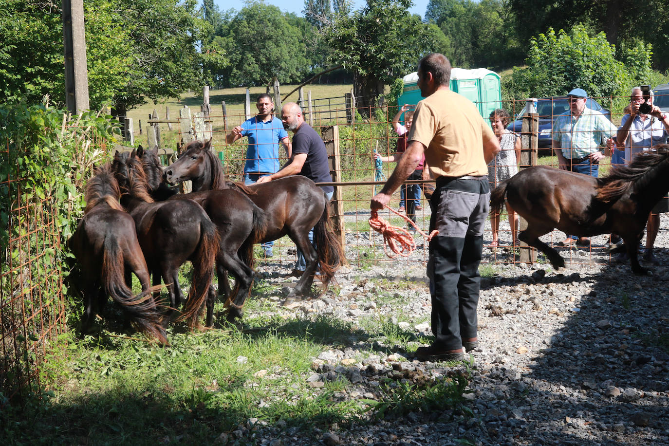 Fotos: La Asociación Conservadora de Asturcones del Sueve premia a sus colaboradores