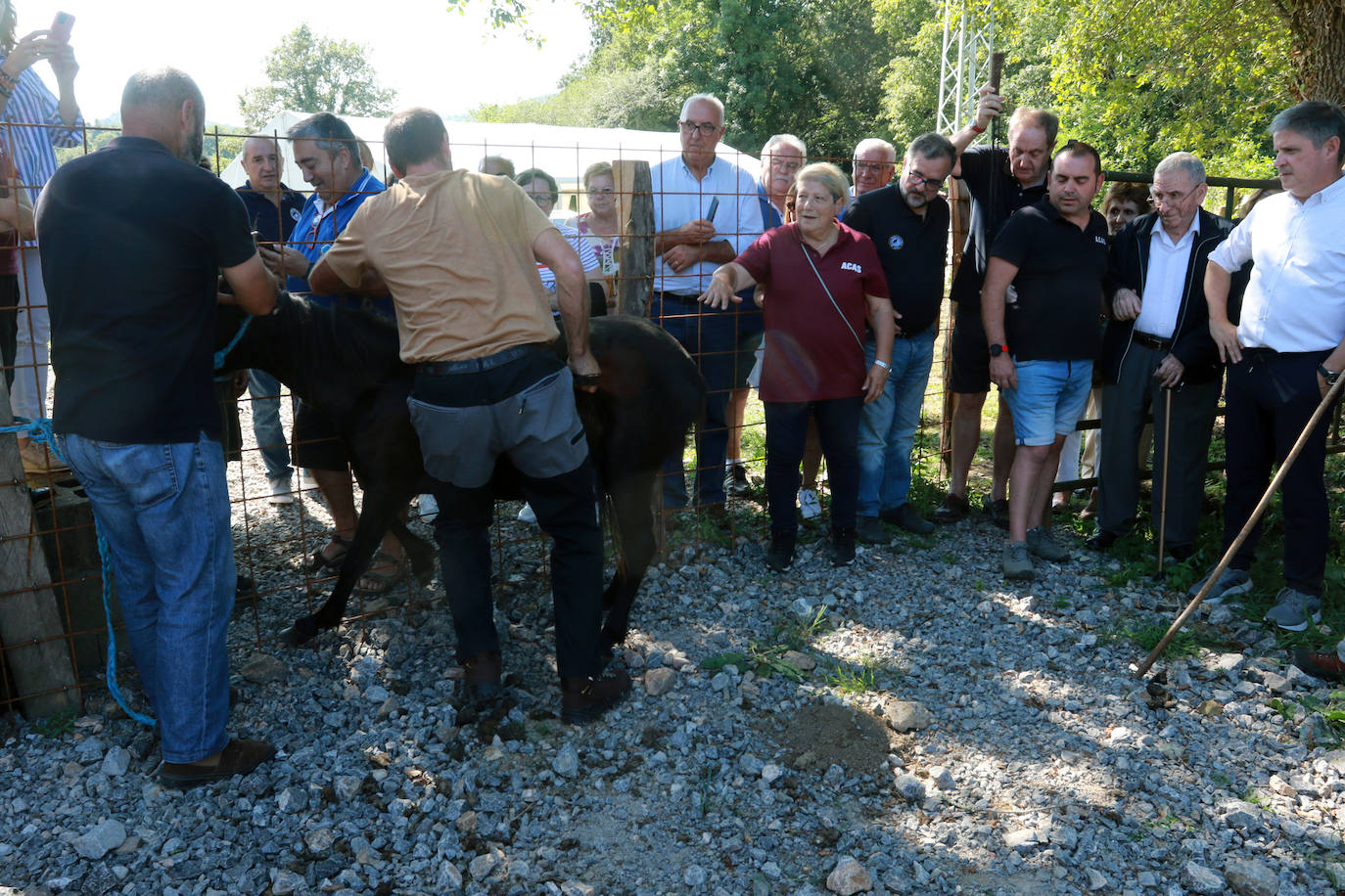 Fotos: La Asociación Conservadora de Asturcones del Sueve premia a sus colaboradores