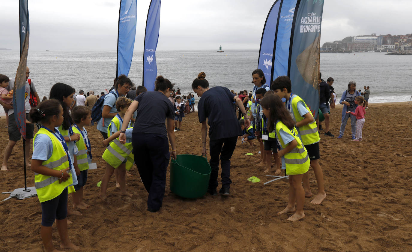 Fotos: Una treintena de rayas liberadas en la playa de poniente