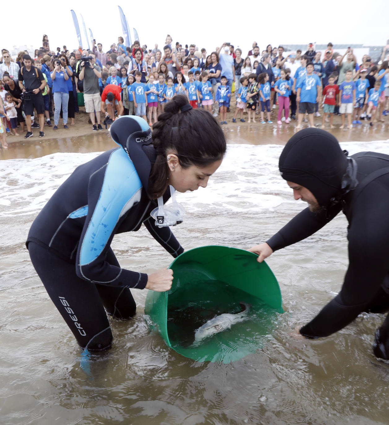 Fotos: Una treintena de rayas liberadas en la playa de poniente