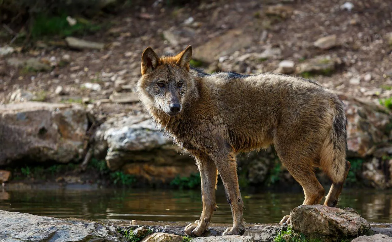 Un ejemplar de lobo ibérico, especie ahora protegida. 