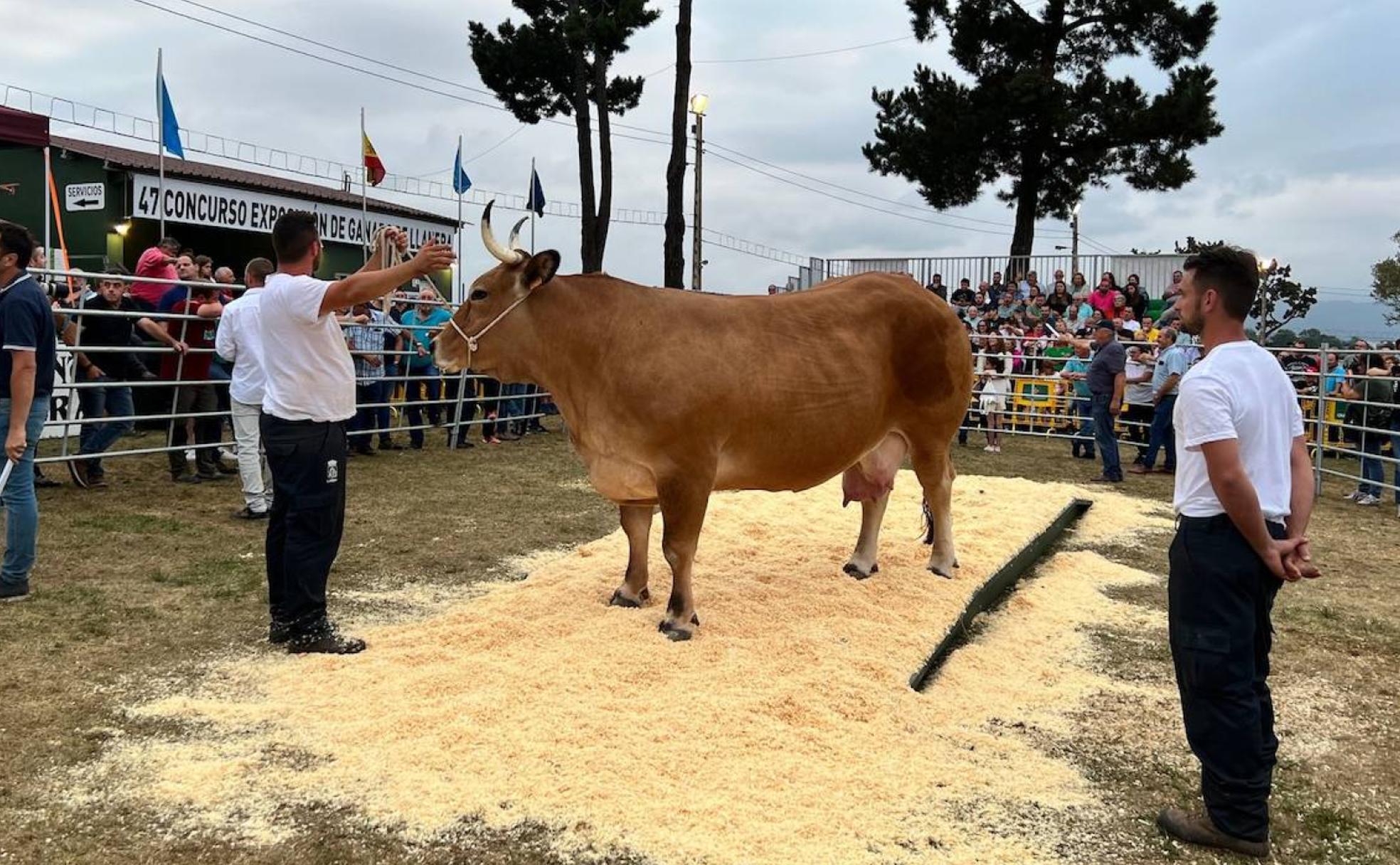 La vaca 'Peligrosa II', de Ganadería Nachón, comprada por Ganados Parrondo, fue de las más peleadas del día. 