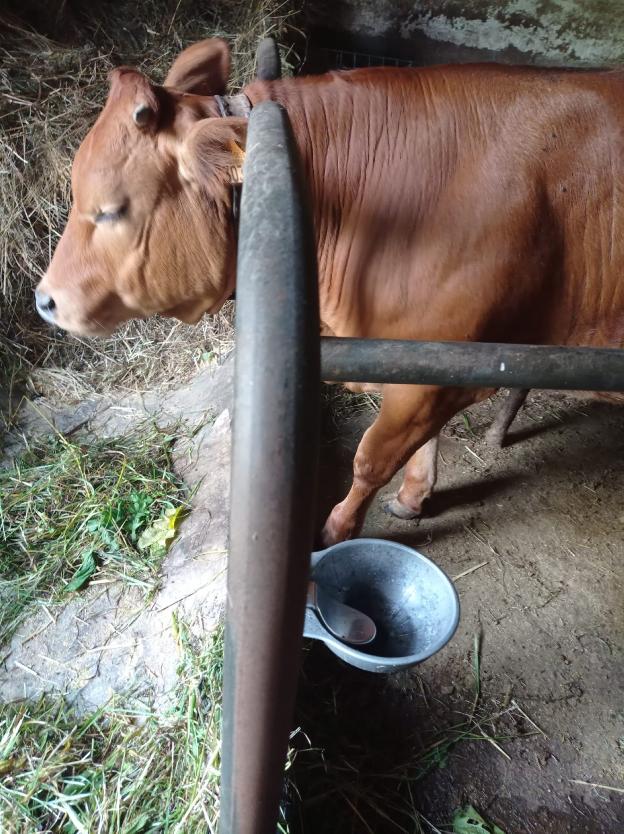 Una fuga deja sin agua a unos 300 vecinos y varias ganaderías de la parroquia de Luarca