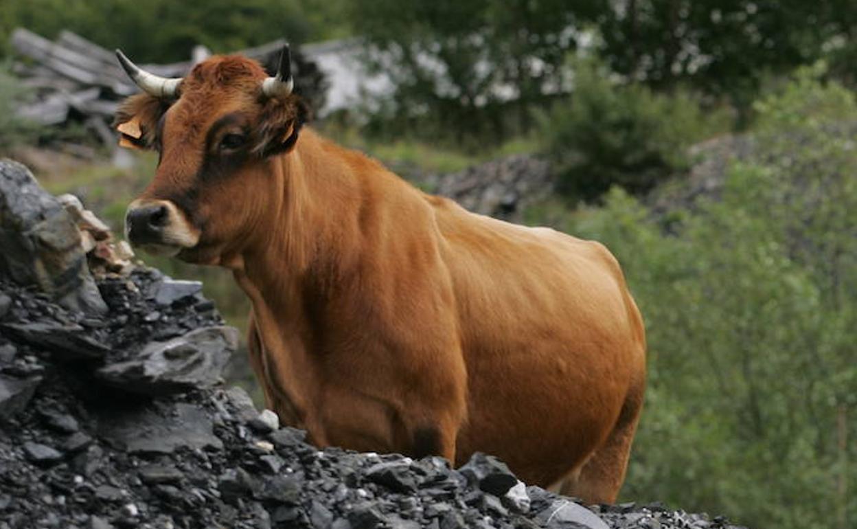 Una vaca roxa. 