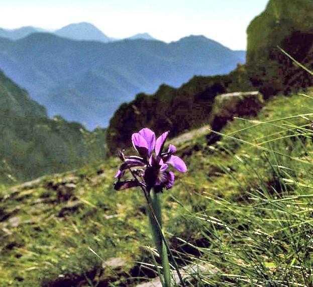 Imagen secundaria 2 - Distintas flores del entorno del Parque Nacional de los Picos de Europa
