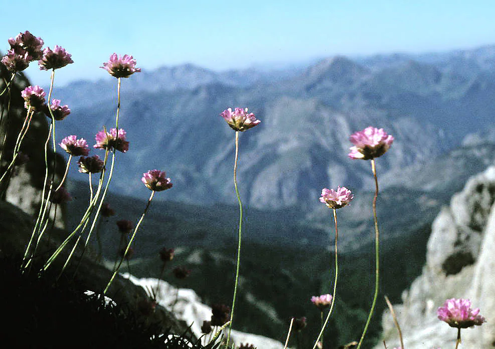 Un proyecto de ciencia ciudadana con alma botánica para proteger la flora de los Picos