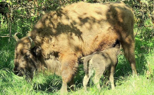 Bisontes europeos en el Parque de la prehistoria de Teverga