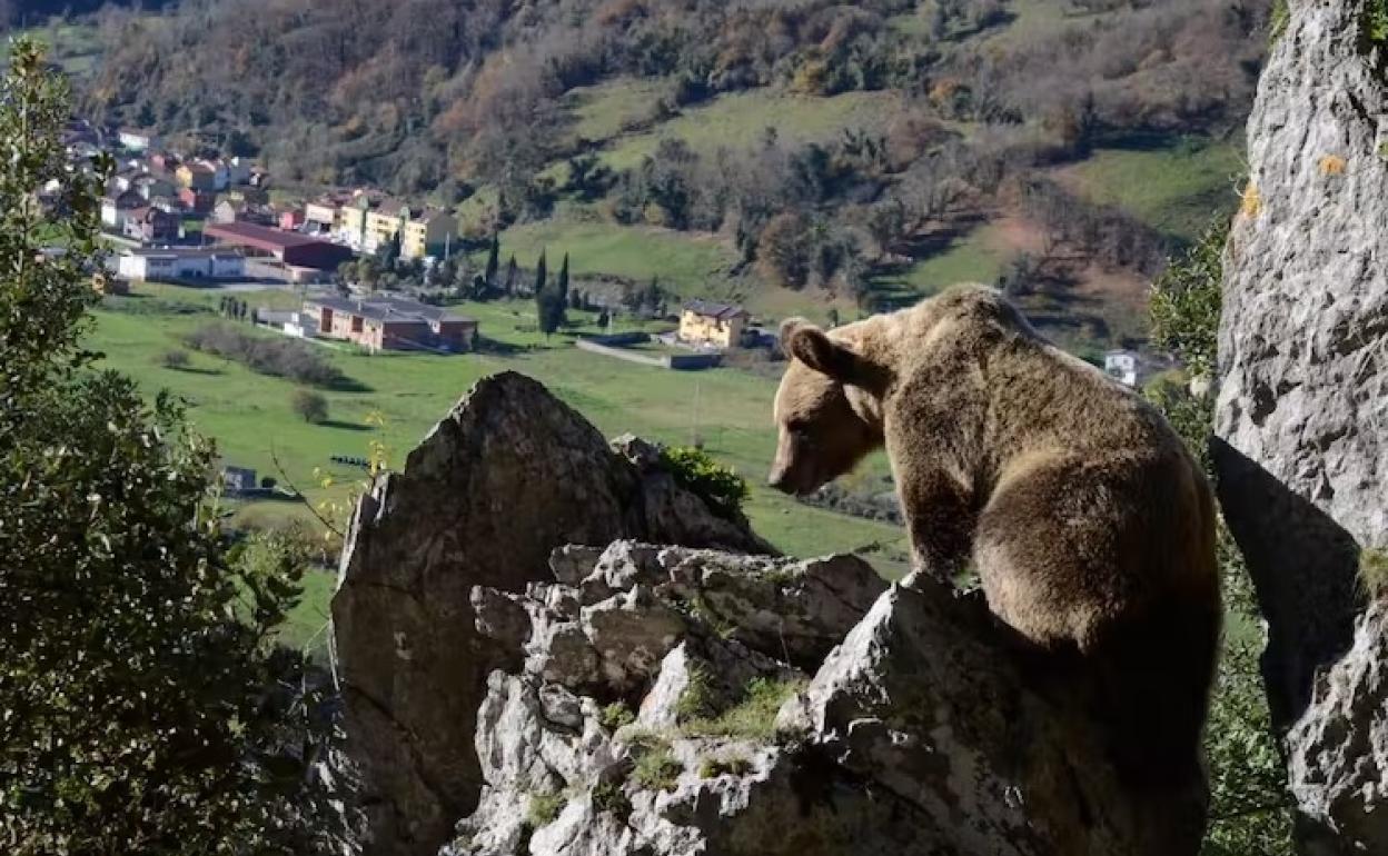 Oso cantábrico próximo a un asentamiento humano. 