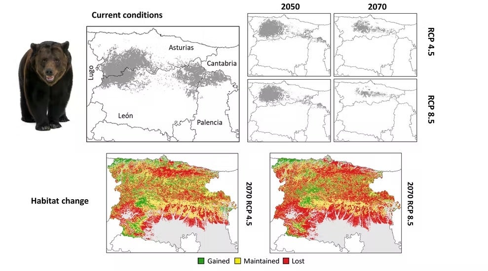 Arriba: posibles cambios en la distribución de la población de oso pardo en la cordillera Cantábrica previstos para 2050 y 2070. Abajo: áreas de superficie ganadas (verde), mantenidas (amarillo) y perdidas (rojo) para 2070.