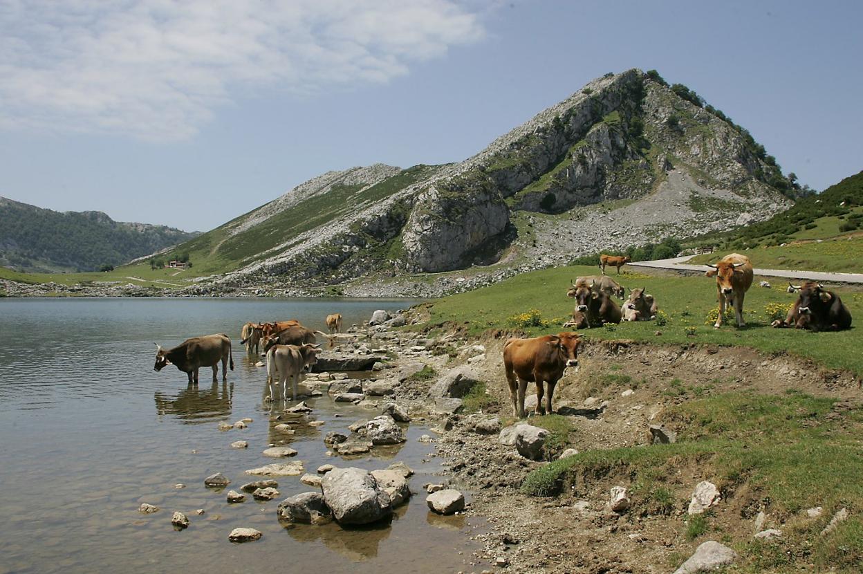 Vacas abrevando en el lago Enol. 