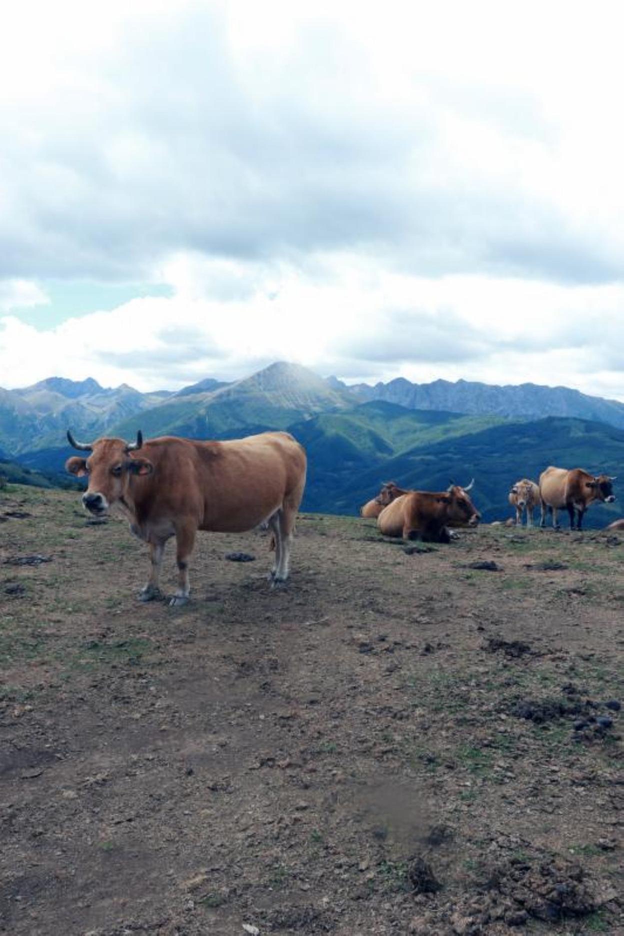 En el Alto de la Cobertoria, en Lena, los pastos están cada vez más secos y los ganaderos se plantean echar mano del heno de invierno. 