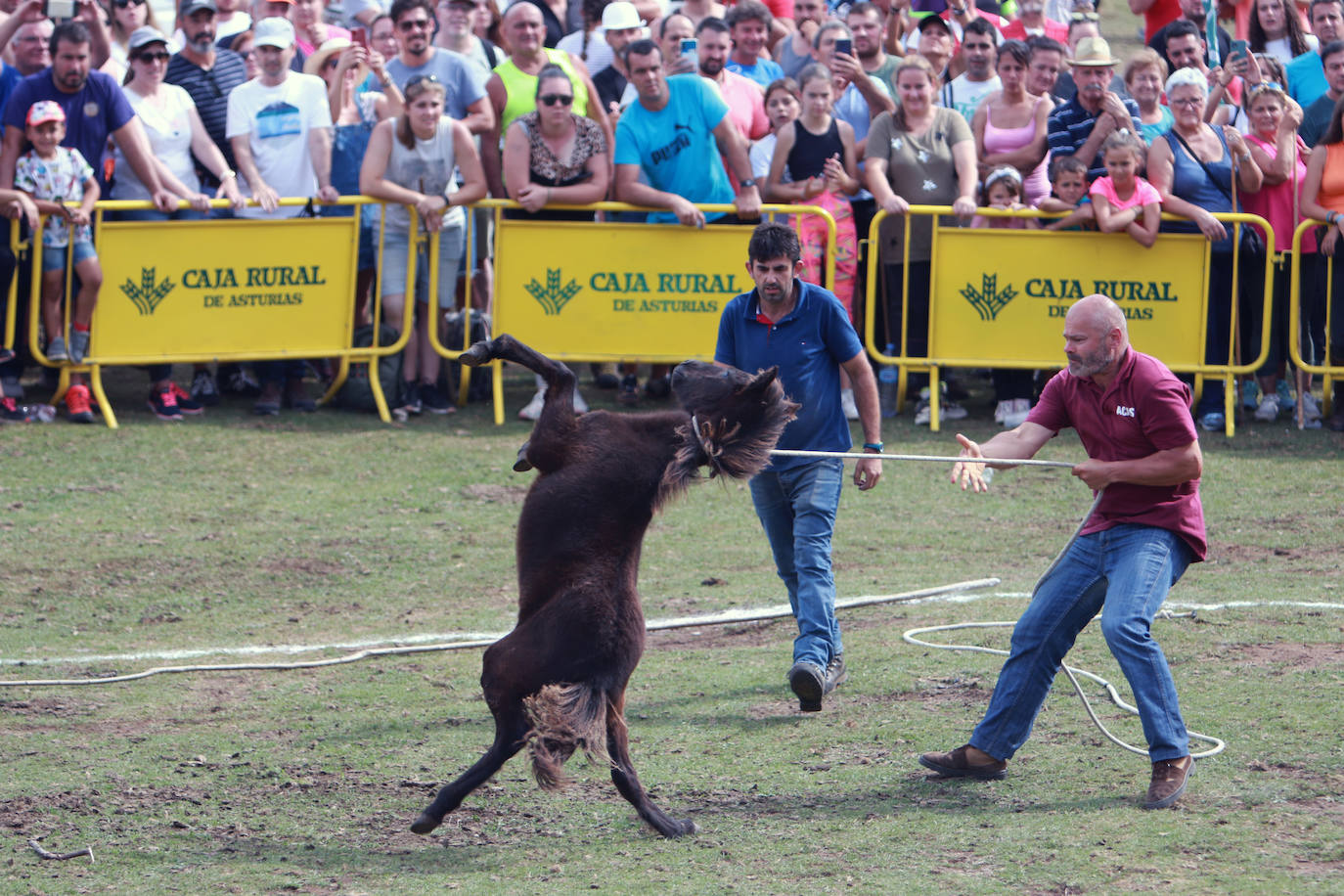 Fotos: La Fiesta del Asturcón recupera a su público